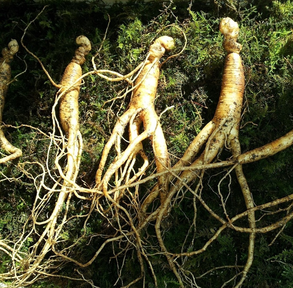 Корень хмеля картинка