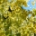 ALCHEMILLE