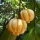 GARCINIA