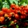 GUARANA