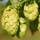 HOUBLON