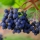 MARC DE RAISIN