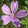 MAUVE
