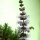 MENTHE POIVREE