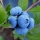 MYRTILLE