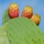 NOPAL