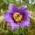 PULSATILLA PRATENSIS