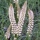 SABADILLA OFFICINALIS