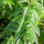 VERVEINE