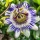 PASSIFLORE