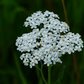 ACHILLÉE MILLEFEUILLE