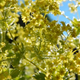 ALCHEMILLE