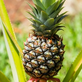 ANANAS