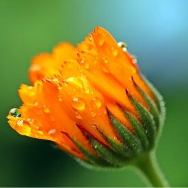 CALENDULA OFFICINALIS