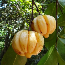 GARCINIA
