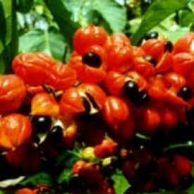 GUARANA