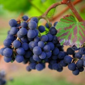MARC DE RAISIN