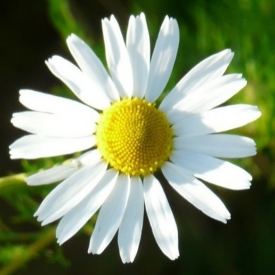 MATRICAIRE