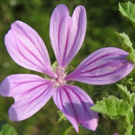 MAUVE