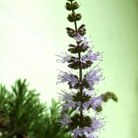 MENTHE POIVREE
