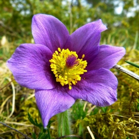 PULSATILLA PRATENSIS