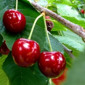 QUEUE DE CERISE