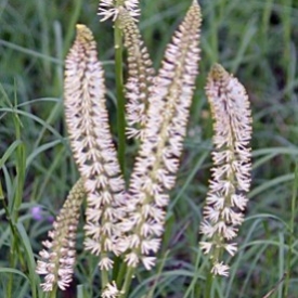 SABADILLA OFFICINALIS