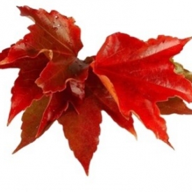 VIGNE ROUGE