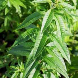 VERVEINE