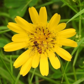 PILOSELLE