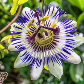 PASSIFLORE